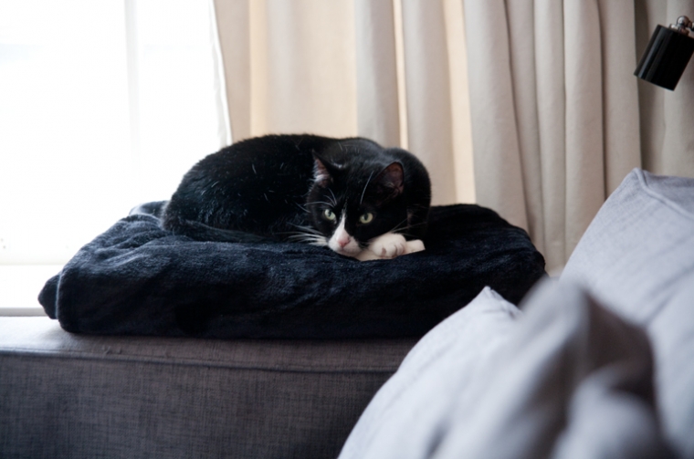 "Onze kat houdt graag vanuit haar hoekje een oogje in het zeil." 