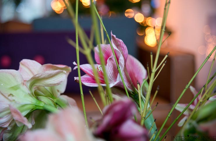 Pronken met de Amaryllis in huis