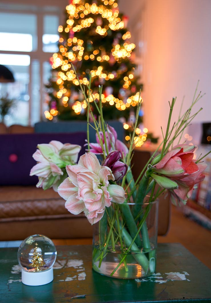 Pronken met de Amaryllis in huis