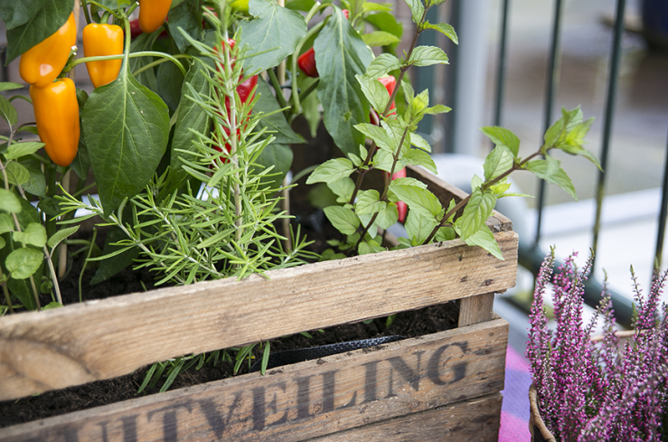 Balkon DIY: maak je eigen mobiele moestuintje