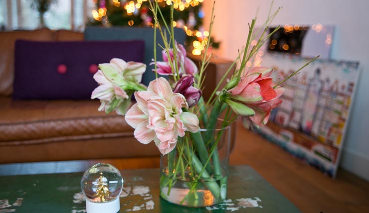 Pronken met de Amaryllis in huis