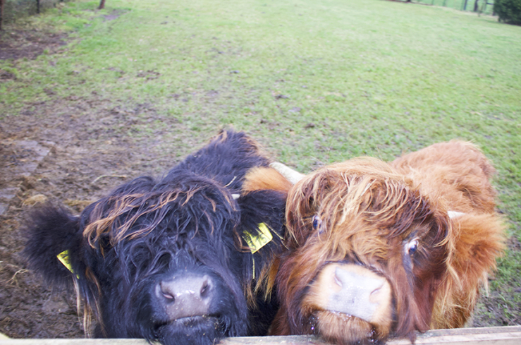 Binnenkijken in een verbouwde boerderij in Ederveen