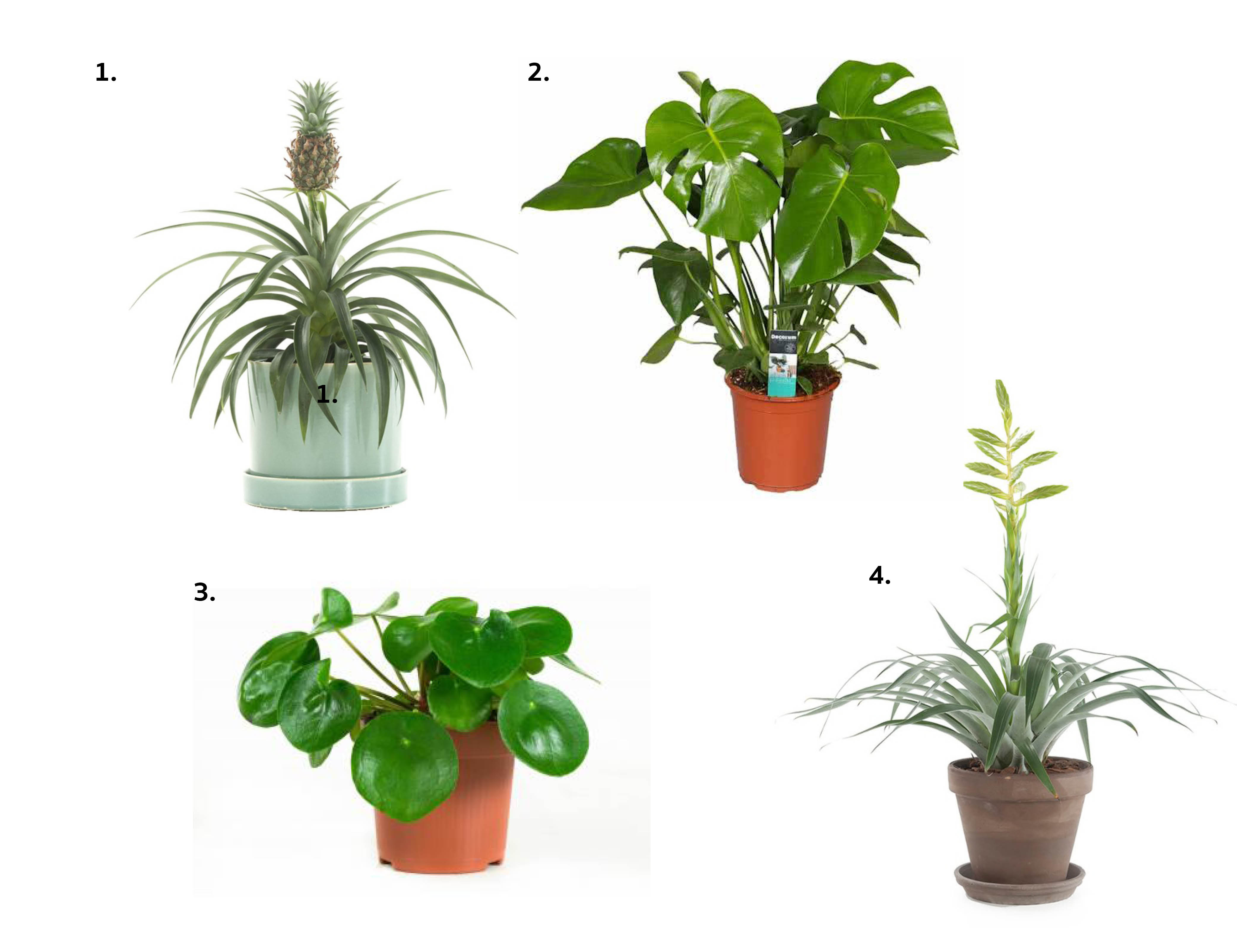 Martelaar litteken domineren Extra zuurstof in huis met deze bijzondere planten - Interior junkie