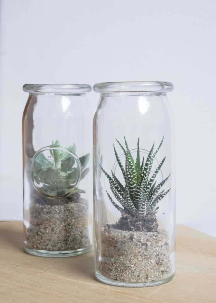 Cactus in een pot - planten
