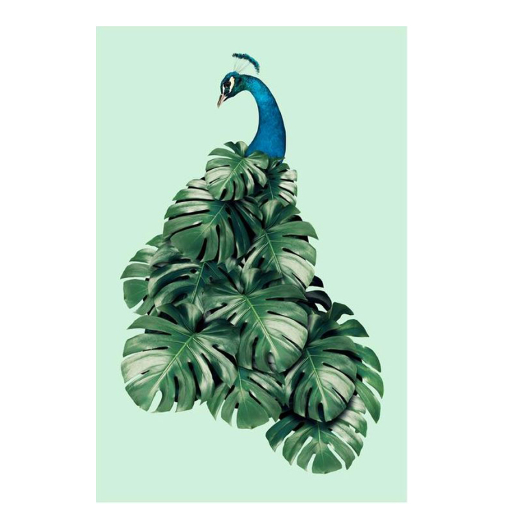 Posters - Monstera