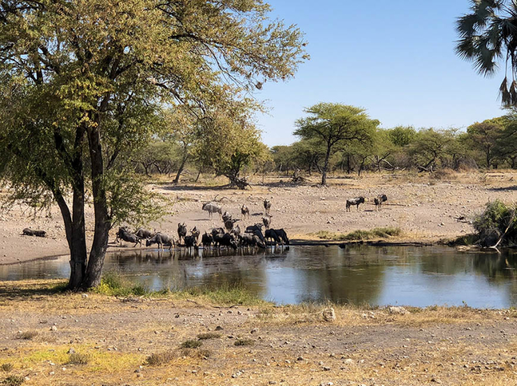 Glampen in Namibie tussen de giraffen