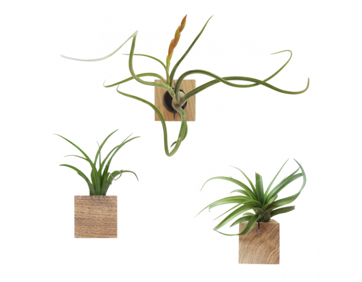 Liefde voor Tillandia's a.k.a air plants