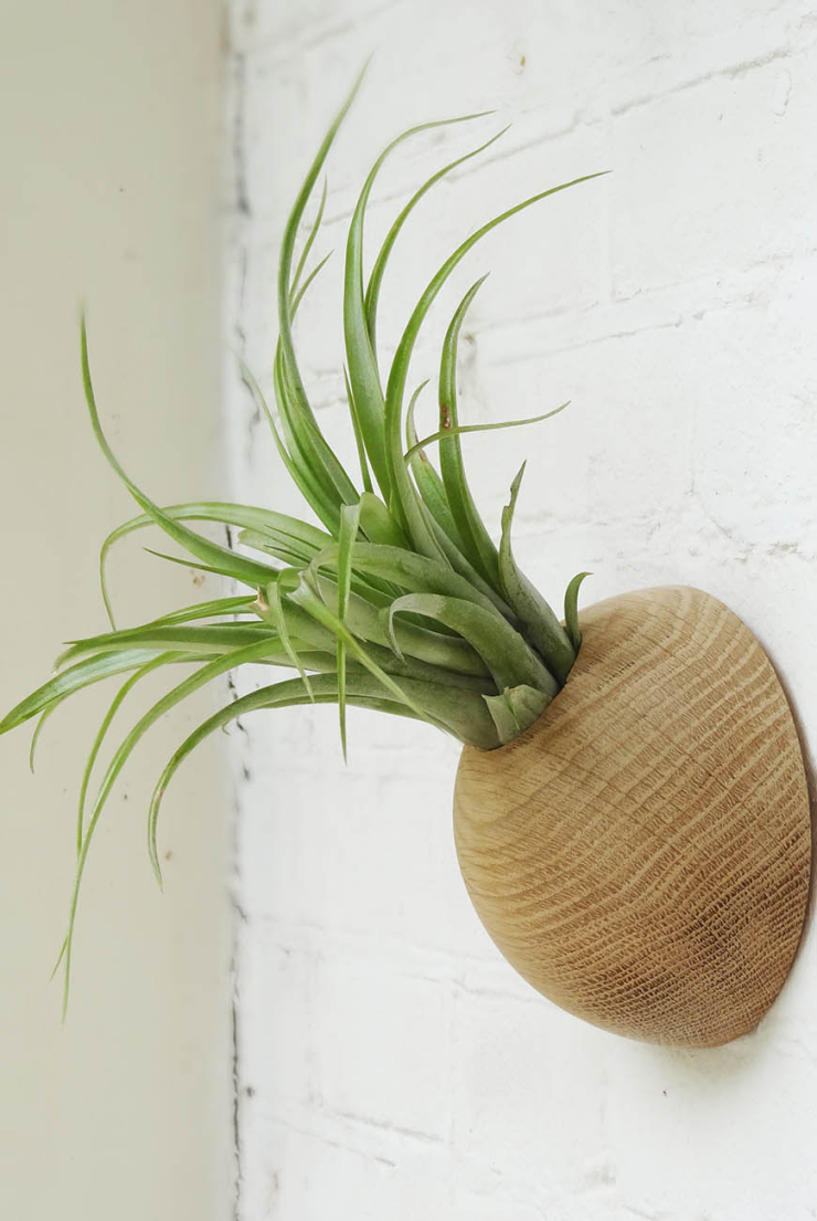 Liefde voor Tillandia's a.k.a air plants