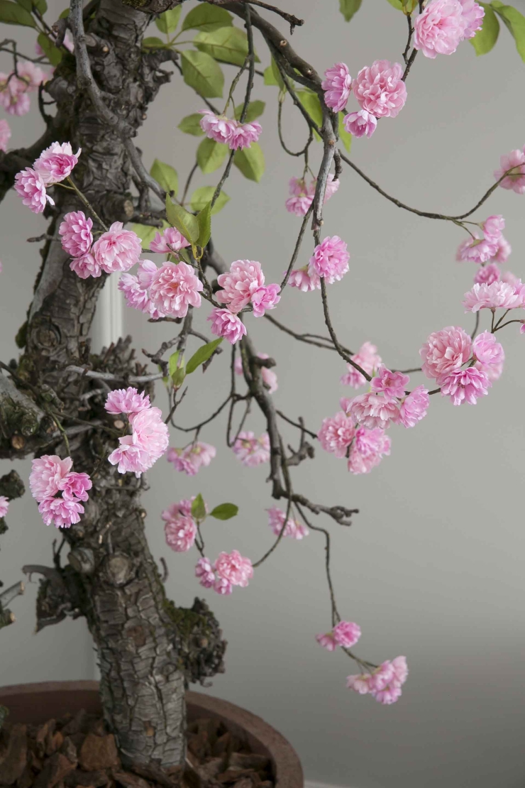 De bloesemboom in huis is terug van weggeweest