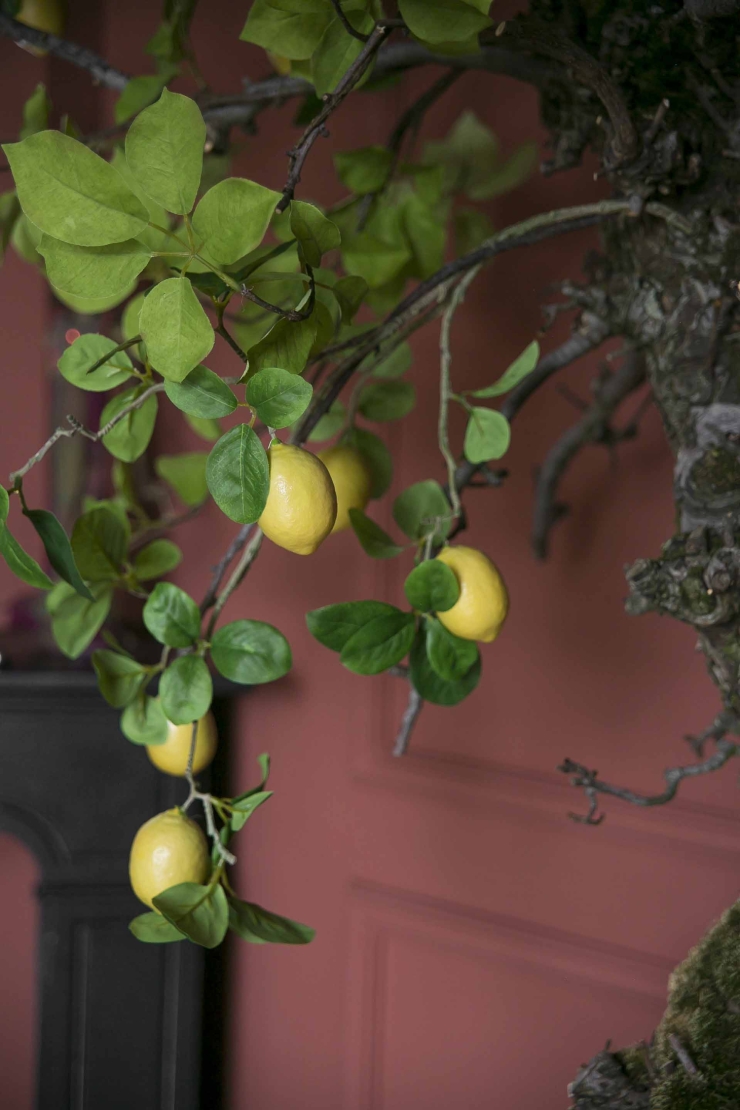 Nieuw: een citroenboom op mijn thuiswerkplek