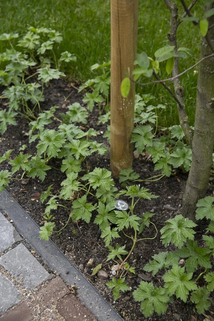 Mijn XXL Tuin Make-Over deel 1