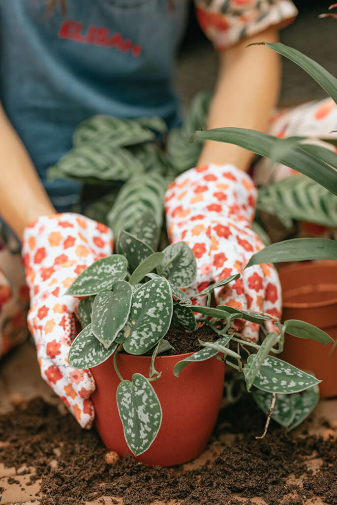 De Interior Junkie x Plantje.nl plantenbox is nu te koop! 