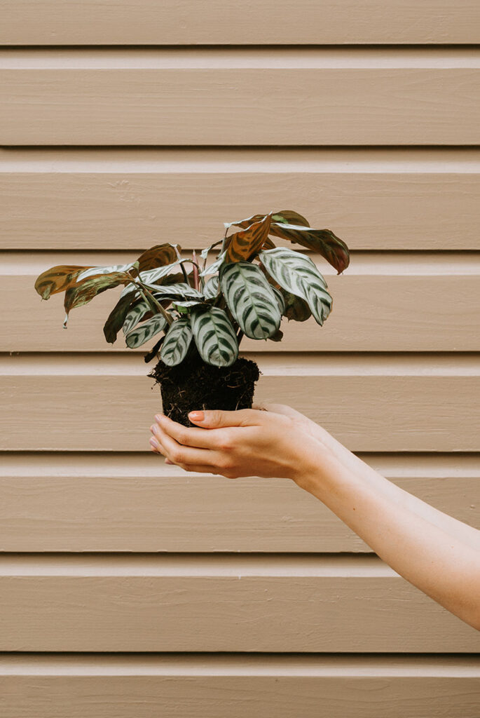 De Interior Junkie x Plantje.nl plantenbox is nu te koop! 