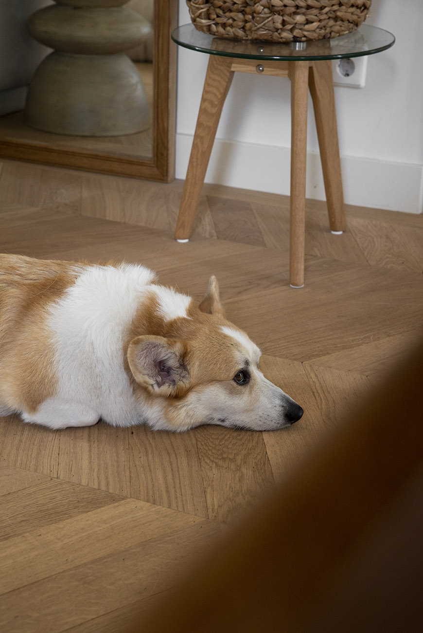 corgy