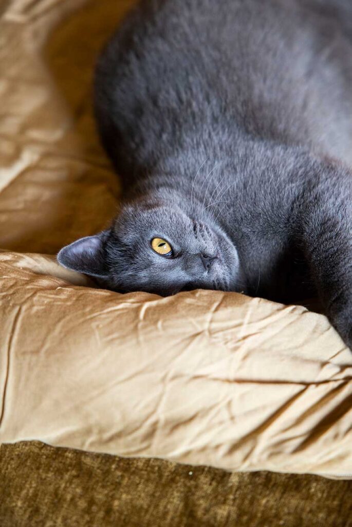poes